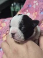 Aurora, a female Boston Terrier for sale in Yakima, WA – 4 of 4
