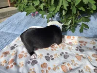 Blue Boy, a male Boston Terrier for sale in Yakima, WA – 4 of 8
