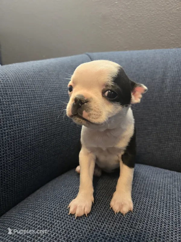 Pinky Girl – Boston Terrier puppy for sale in Yakima, WA
