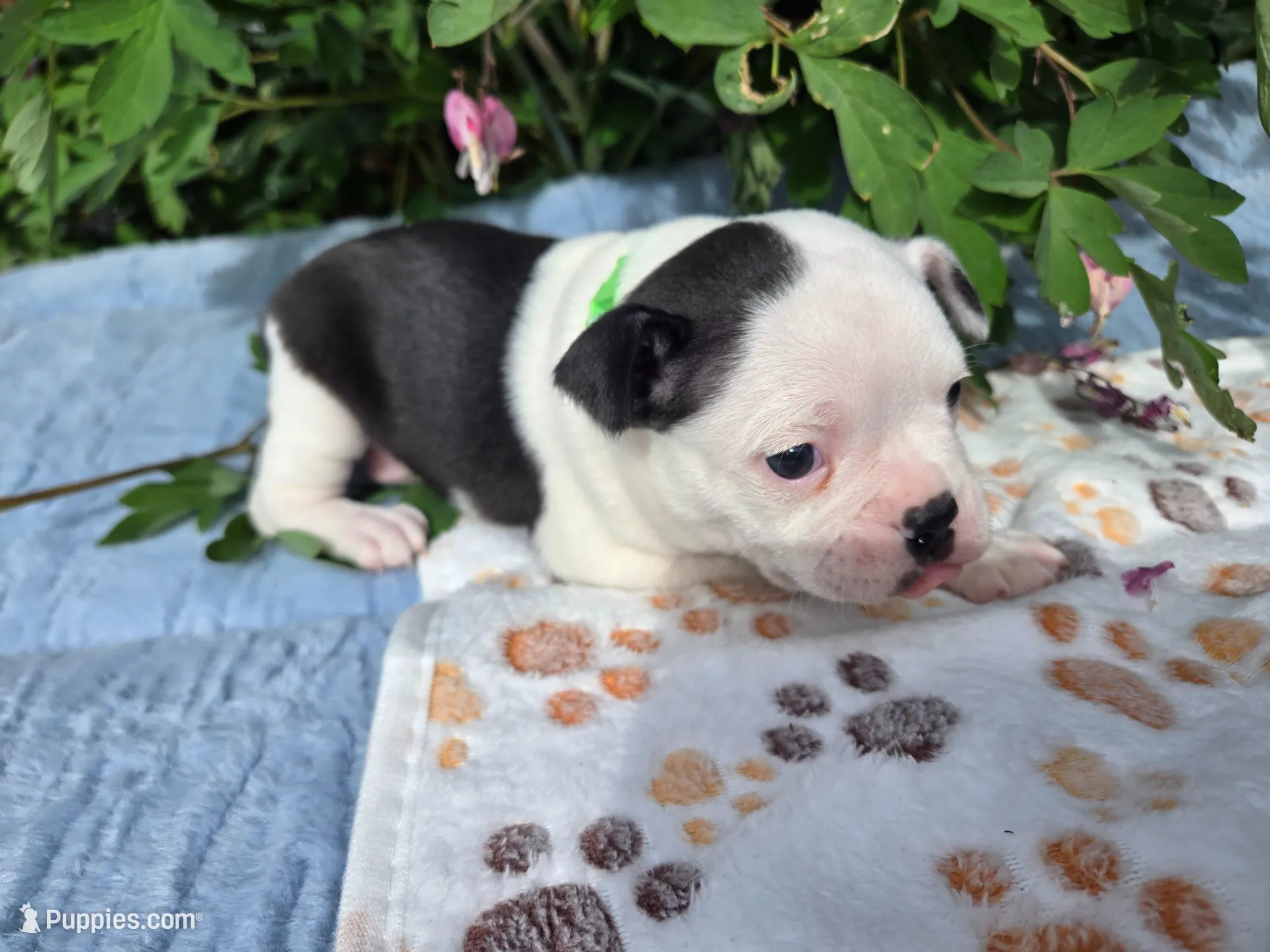 Gray our Gentle Giant, a male Boston Terrier for sale in Yakima, WA – 3 of 10