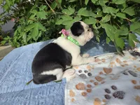 Gray our Gentle Giant, a male Boston Terrier for sale in Yakima, WA – 5 of 10