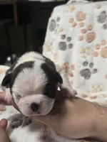 Arie, a male Boston Terrier for sale in Yakima, WA – 6 of 6