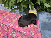 Sunny Sass Yellow Girl, a female Boston Terrier for sale in Yakima, WA – 8 of 10