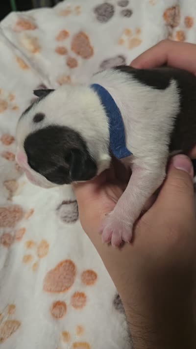 Axel, a male Boston Terrier for sale in Yakima, WA – 3 of 4