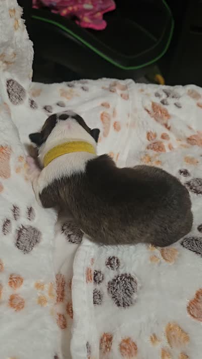 Apollo, a male Boston Terrier for sale in Yakima, WA – 3 of 3