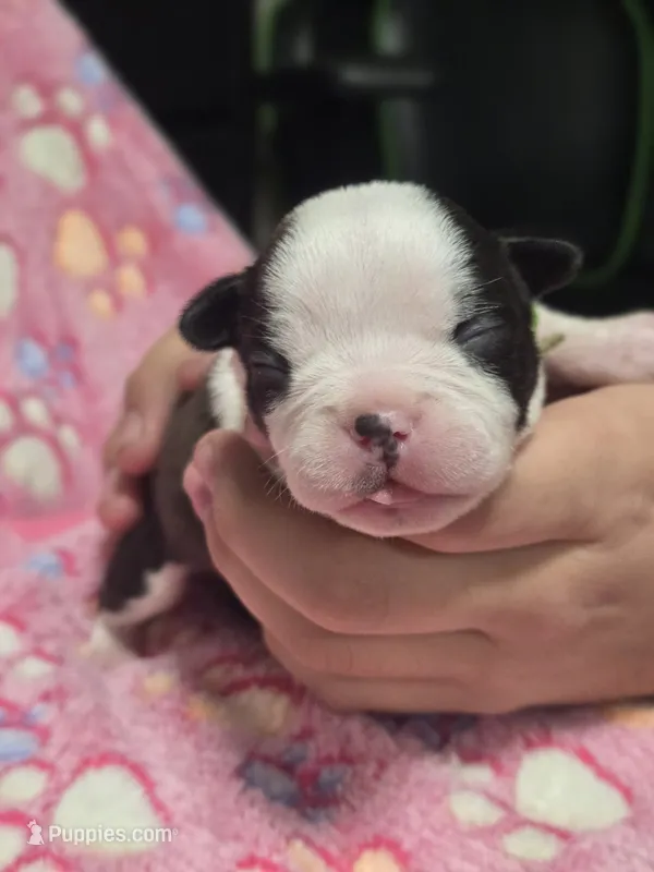 Adalaid, a female Boston Terrier for sale in Yakima, WA – 1 of 4