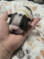 Apollo, a male Boston Terrier for sale in Yakima, WA – 2 of 3