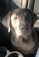 Eddie jr, a male Labrador Retriever for sale in Gladwin, MI – Photo 2 of 3