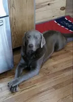 Eddie jr, a male Labrador Retriever for sale in Gladwin, MI – Photo 3 of 3