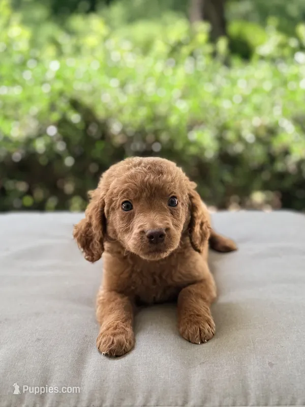 Juniper – Goldendoodle puppy for sale in Goldsboro, NC