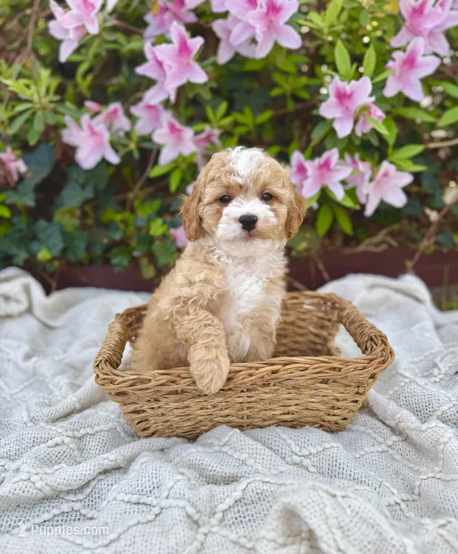 Mr. Brown – Cavapoo puppy for sale in Goldsboro, NC