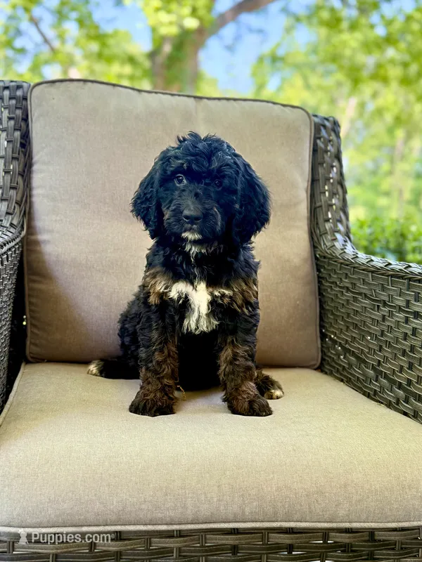 Willow – Bernedoodle, Golden Mountain Doodle puppy for sale in Goldsboro, NC