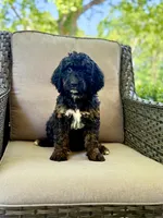 Willow, a female Bernedoodle and Golden Mountain Doodle for sale in Goldsboro, NC – 1 of 1