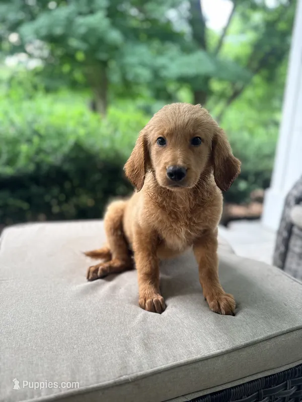 Bonnie  – Goldendoodle puppy for sale in Goldsboro, NC