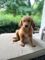 Bonnie , a female Goldendoodle for sale in Goldsboro, NC – 1 of 1
