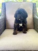 Beau, a male Bernedoodle and Golden Mountain Doodle for sale in Goldsboro, NC – 1 of 1
