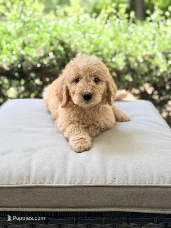 Tucker – Goldendoodle puppy for sale in Goldsboro, NC
