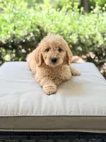 Tucker, a male Goldendoodle for sale in Goldsboro, NC – 1 of 1