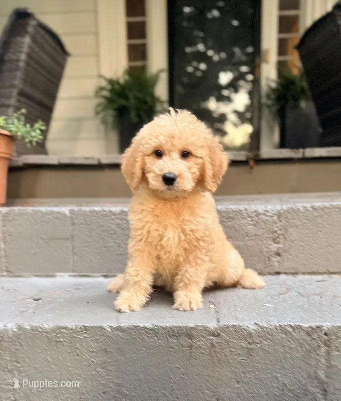 Tucker – Goldendoodle puppy for sale in Goldsboro, NC