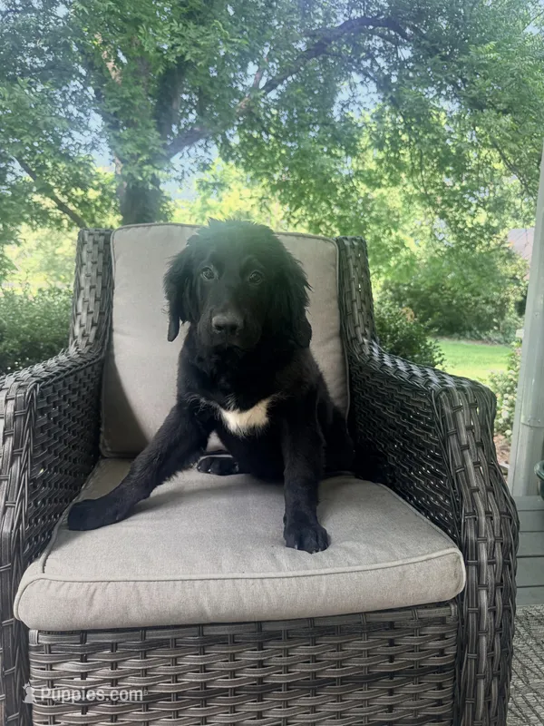 Molly – Bernedoodle puppy for sale in Goldsboro, NC