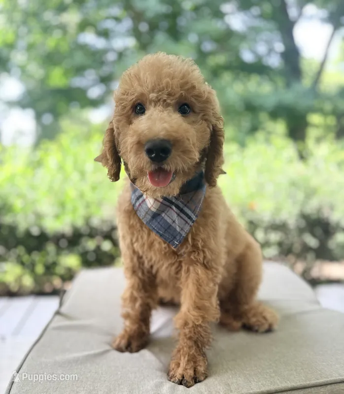 Benny – Goldendoodle puppy for sale in Goldsboro, NC