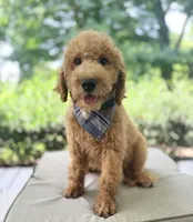 Benny, a male Goldendoodle for sale in Goldsboro, NC – 1 of 1