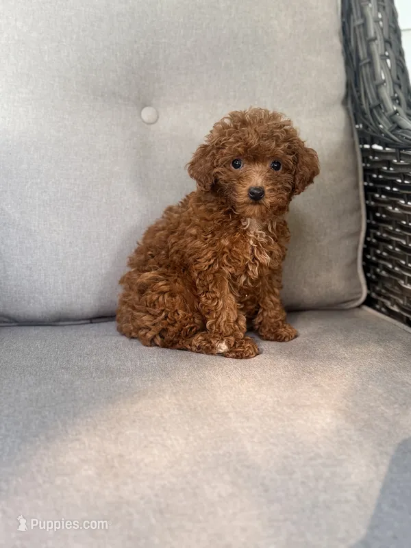 Charlotte – Poochon puppy for sale in Goldsboro, NC