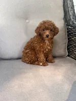 Charlotte, a female Poochon for sale in Goldsboro, NC – 1 of 1
