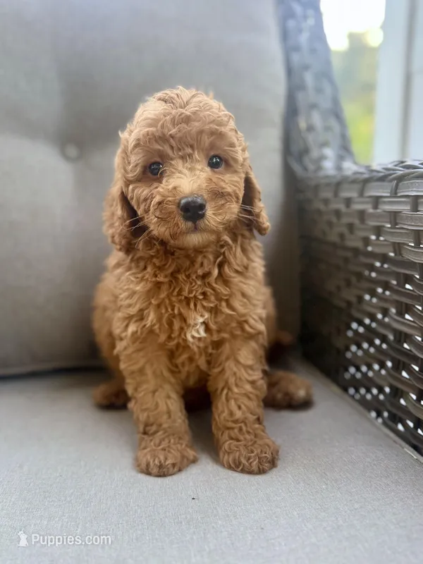 Stanley – Miniature Bernedoodle puppy for sale in Goldsboro, NC