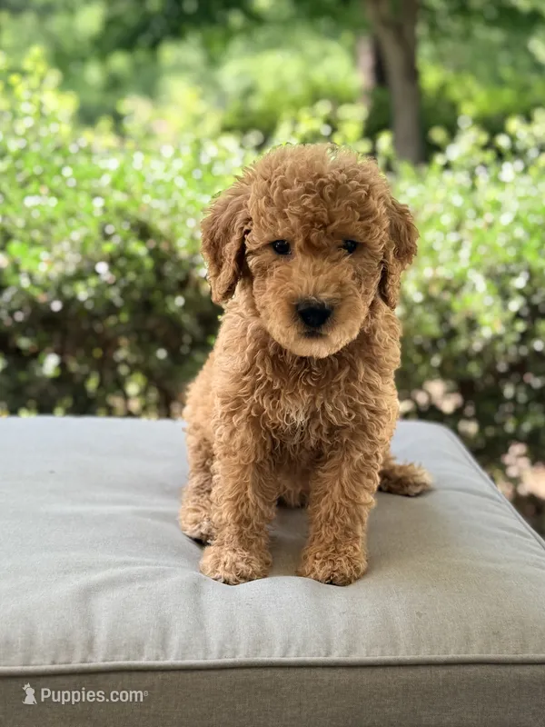 Theo – Goldendoodle puppy for sale in Goldsboro, NC