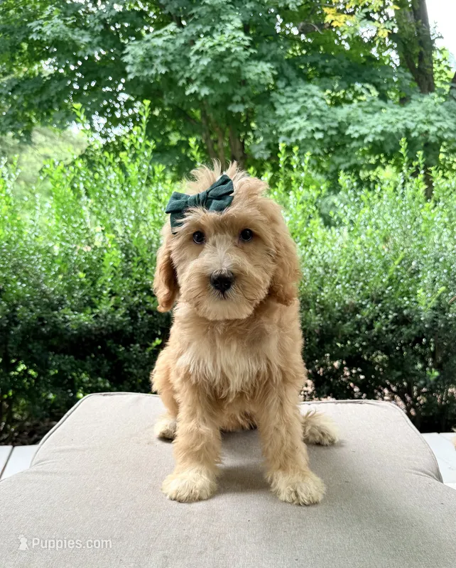 Nellie – Goldendoodle puppy for sale in Goldsboro, NC