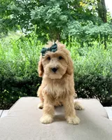 Nellie, a female Goldendoodle for sale in Goldsboro, NC – 1 of 1