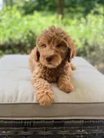 Georgia, a female Goldendoodle for sale in Goldsboro, NC – 1 of 1