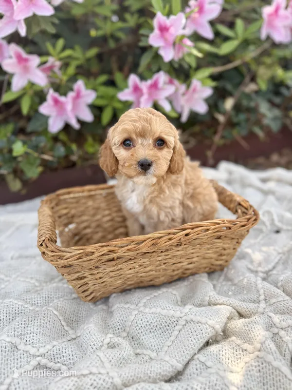 Miss Pink  – Cavapoo puppy for sale in Goldsboro, NC