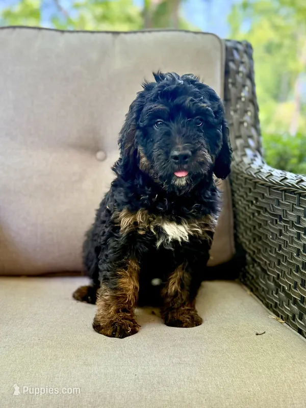 Hazel – Bernedoodle, Golden Mountain Doodle puppy for sale in Goldsboro, NC