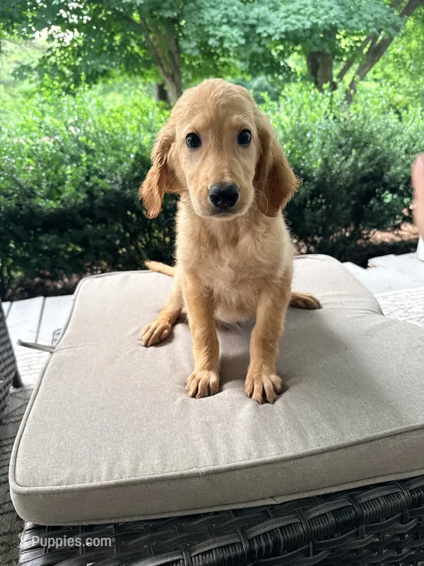 Lucy – Goldendoodle puppy for sale in Goldsboro, NC