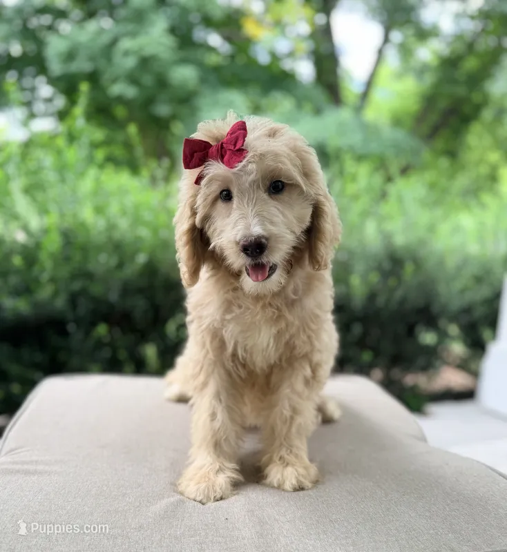 Evie  – Goldendoodle puppy for sale in Goldsboro, NC