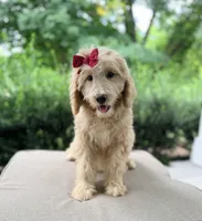 Evie , a female Goldendoodle for sale in Goldsboro, NC – 1 of 1