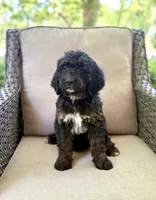 Terri , a female Bernedoodle and Golden Mountain Doodle for sale in Goldsboro, NC – 1 of 1
