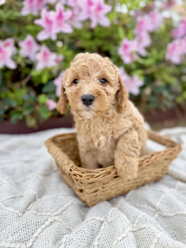 Mr. Blue – Cavapoo puppy for sale in Goldsboro, NC