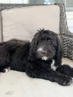Sawyer, a male Bernedoodle for sale in Goldsboro, NC – 1 of 1
