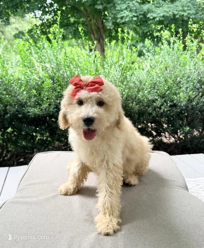 Junie  – Goldendoodle puppy for sale in Goldsboro, NC