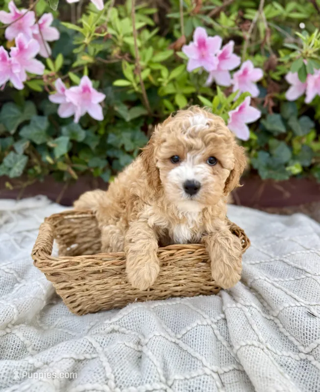 Mr. Red – Cavapoo puppy for sale in Goldsboro, NC