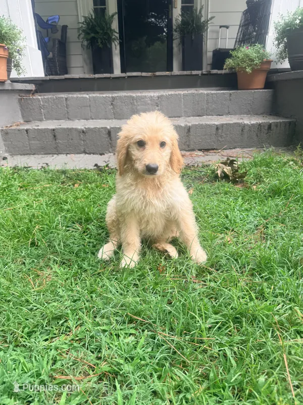 Chloe – Goldendoodle puppy for sale in Goldsboro, NC