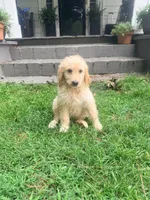 Chloe, a female Goldendoodle for sale in Goldsboro, NC – 1 of 2
