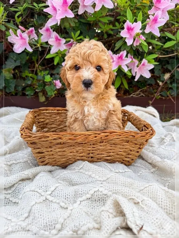 Mr. Green – Cavapoo puppy for sale in Goldsboro, NC