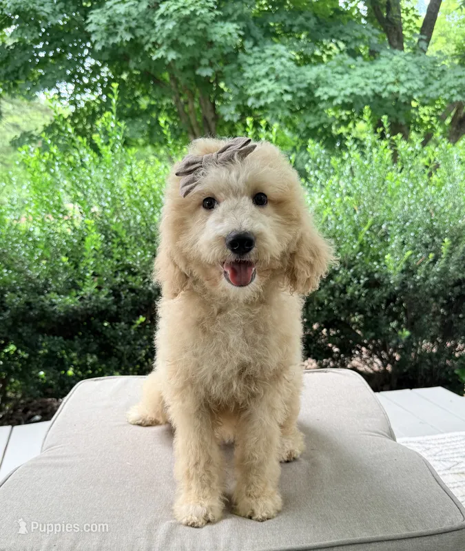 Josie – Goldendoodle puppy for sale in Goldsboro, NC