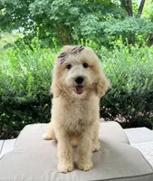 Josie, a male Goldendoodle for sale in Goldsboro, NC – 1 of 1