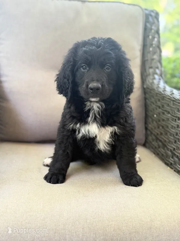 Murphy – Bernedoodle, Golden Mountain Doodle puppy for sale in Goldsboro, NC
