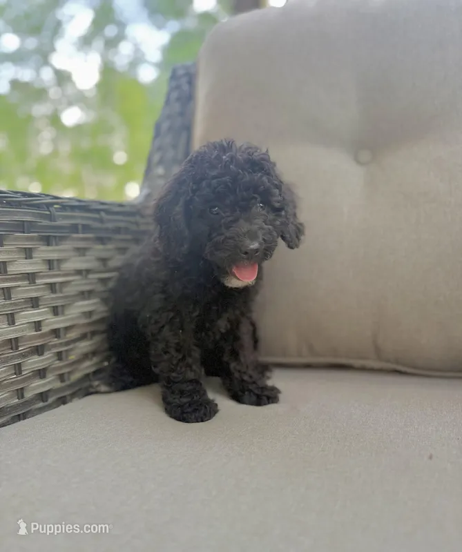 Walter – Miniature Bernedoodle puppy for sale in Goldsboro, NC